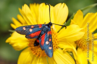 Zygaena ephialtes