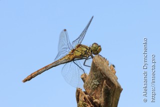 Sympetrum sanguineum