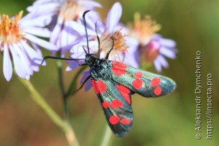 Zygaena filipendulae