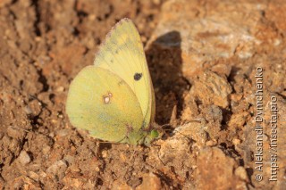 Colias alfacariensis