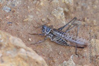 Decticus albifrons