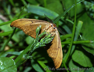 Drepana falcataria