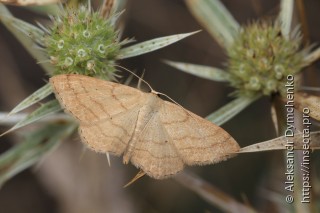 Idaea ochrata