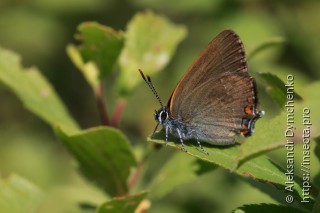 Satyrium acaciae