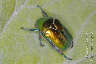 Protaetia affinis