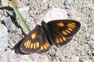 Erebia theano