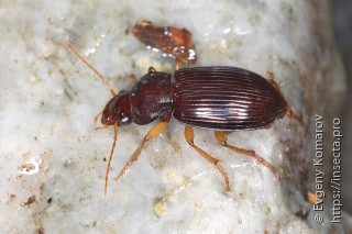 Trichotichnus coruscus