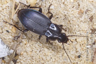 Poecilus sericeus