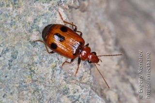 Lebia menetriesi