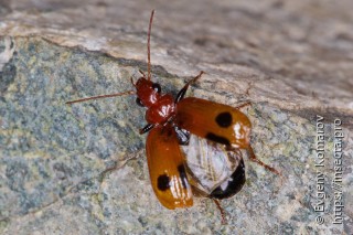 Lebia menetriesi