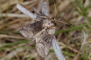 Abrostola asclepiadis