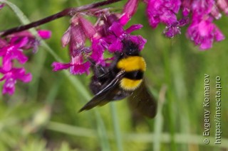 Bombus argillaceus