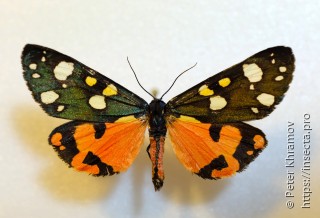 Callimorpha dominula dominula