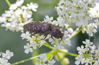 Agrypnus murinus