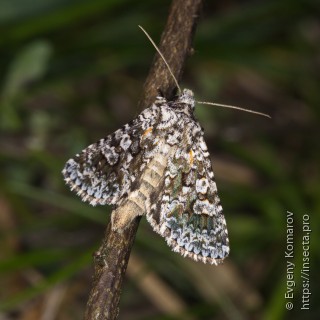 Hadena filograna