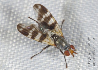 Имаго  Ceroxys urticae