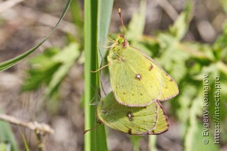 Colias erate