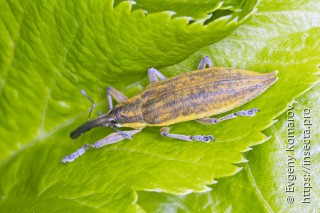 Lixus iridis