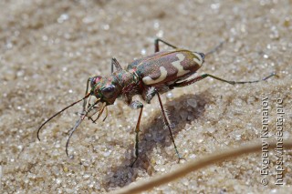 Cicindela sahlbergii