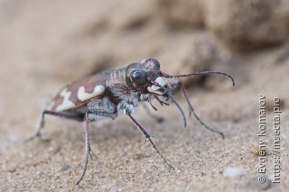 Cicindela sahlbergii