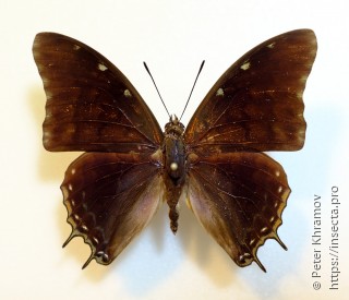 Charaxes ethalion