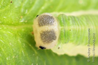 Aneugmenus coronatus