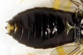 Aneugmenus coronatus