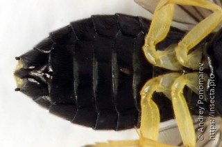 Aneugmenus coronatus