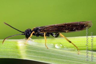 Самец  Calameuta pallipes