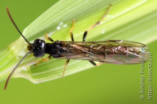 Самец  Calameuta pallipes