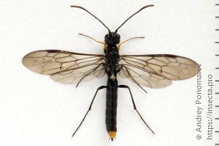 Самка  Calameuta punctata