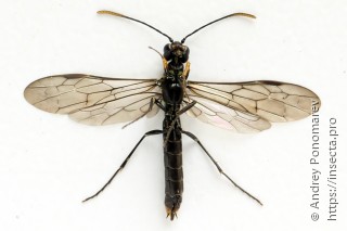 Calameuta punctata