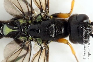 Calameuta punctata