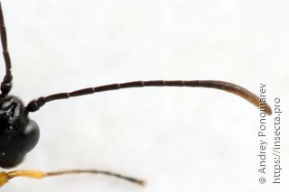 Calameuta punctata