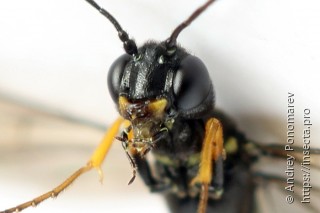 Calameuta punctata