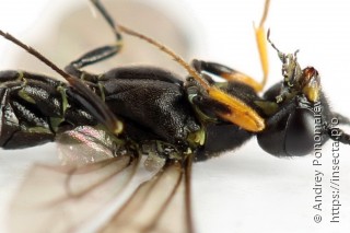 Calameuta punctata