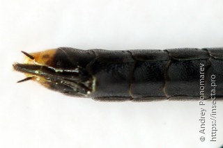 Calameuta punctata