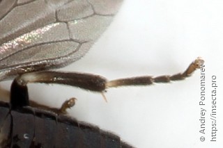 Caliroa annulipes