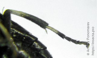 Caliroa annulipes