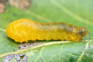 Caliroa cerasi