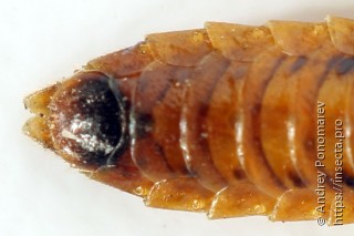 Cephalcia alpina