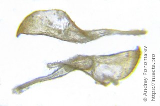 Cephalcia alpina