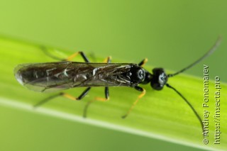 Insecta.pro: насекомые мира