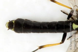 Cephus brachycercus