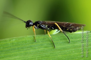 Cephus brachycercus