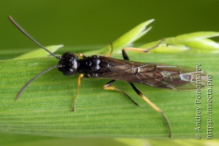 Cephus brachycercus