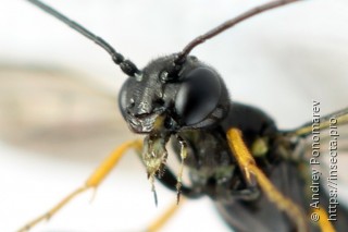 Cephus brachycercus