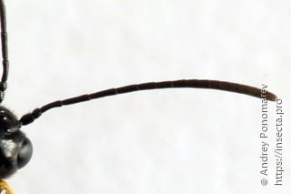 Cephus brachycercus