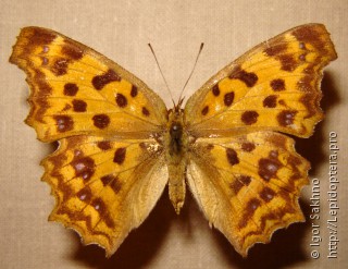 Polygonia c-aureum