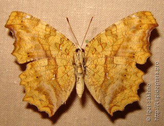 Polygonia c-aureum